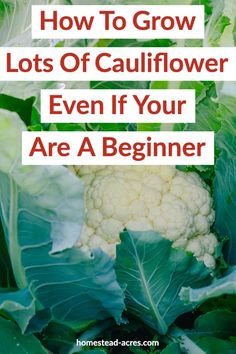 cauliflower with the title how to grow lots of cauliflower even if you are a beginner