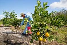 a man is picking lemons off the tree