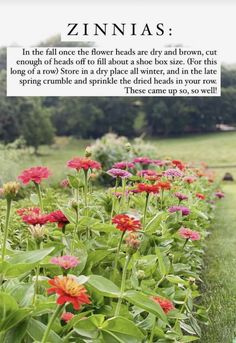 an image of flowers in the grass with a poem about zinnas on it