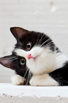 a black and white cat laying on top of a table