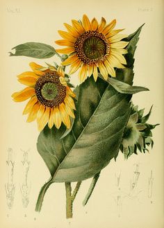 two yellow sunflowers with green leaves on a white background, in an antique print