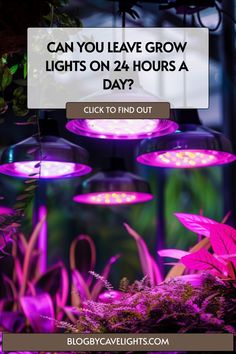 purple plants with text that reads can you leave grow lights on 24 hours a day?