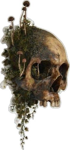 an image of a skull with mushrooms growing out of it