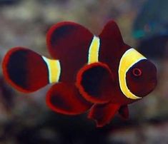 an orange and yellow clown fish swimming in the water