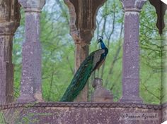 a peacock sitting on top of a stone wall next to pillars and columns with trees in the background