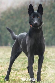 a large black dog standing on top of a grass covered field with trees in the background