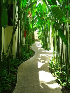 a walkway lined with lots of green plants