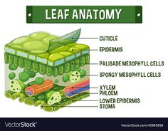 the structure of leaf anatomy on a white background with green leaves and other things in it