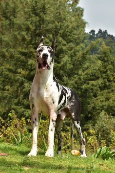 a black and white dog standing on top of a lush green field next to trees