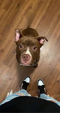 a dog looking up at the camera while standing on a wooden floor with his owner's feet