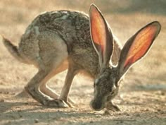 a small brown and white rabbit in the dirt