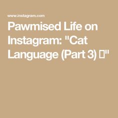 an image of the words pamished life on instagram cat language part 3 '