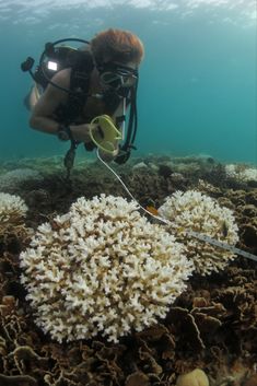 a scuba diver examines corals in the ocean