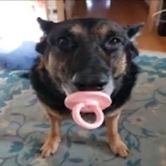 a dog holding a pink toy in its mouth on the floor with it's tongue out