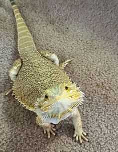 a small lizard sitting on top of a carpet