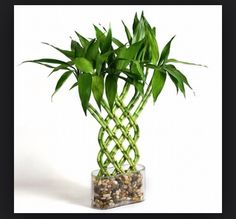 a green plant in a glass vase filled with rocks