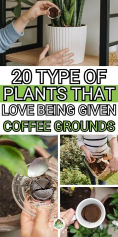 some plants that have been given coffee grounds and are being held up by someone's hands