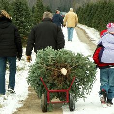 people walking down a snowy path carrying a christmas tree on a red wheelbarrow