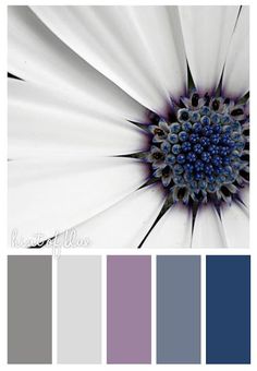 a white flower with blue center surrounded by purple and gray color swatches in the middle