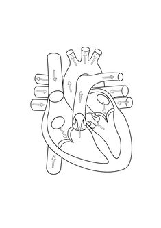 a diagram of the human heart with all its parts labeled in black and white ink