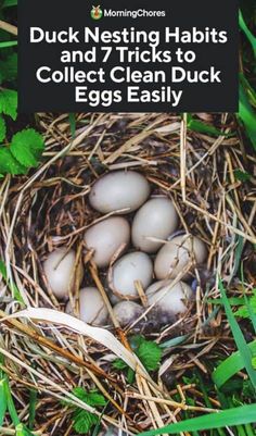 a nest filled with eggs sitting on top of grass