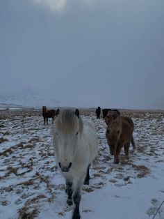 several horses are standing in the snow on a cloudy day and one horse is looking at the camera