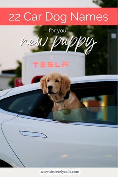 car related dog names