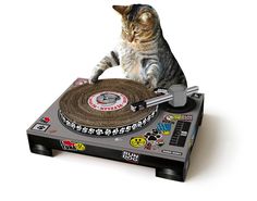 a cat that is sitting on top of a turntable