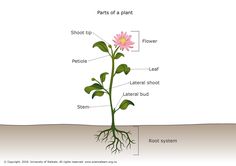 Parts of a plant — Science Learning Hub Science Learning, Primary Science, Plant Life Cycle, Parts Of A Flower, Plant Science, Vascular Plant, Parts Of A Plant, Plant Drawing, Learning Science