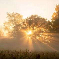 the sun is shining through the foggy trees