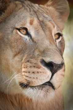 a close up photo of a lion's face