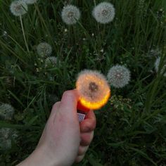 a hand holding a lit up dandelion in front of some grass and flowers