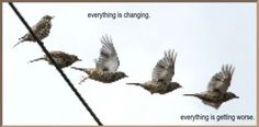 there are four birds flying in the sky together and one is saying everything is changing