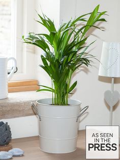 a potted plant sitting on top of a wooden table next to a white lamp