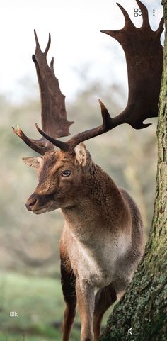 a deer standing next to a tree with antlers on it's head