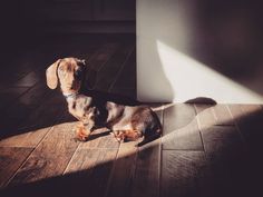 a dachshund puppy sitting on the floor in the sun with his shadow