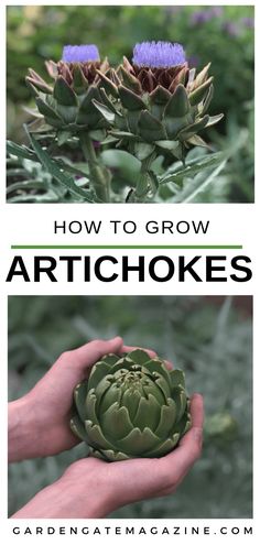 artichokes growing in the garden with text overlay that reads how to grow artichokes