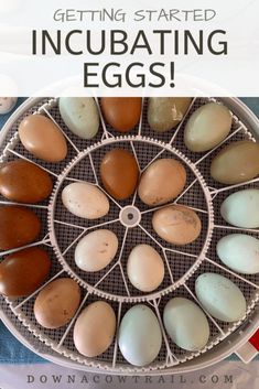 an egg tray with eggs in it and the words getting started incubating eggs