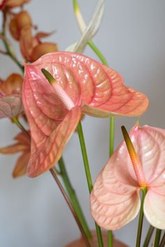 pink and white flowers in a vase with green stems