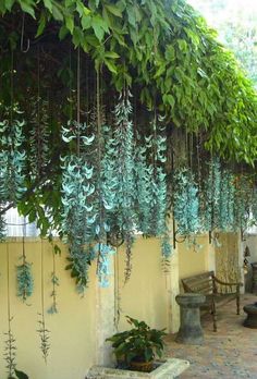 green plants growing on the side of a yellow wall next to a bench and table