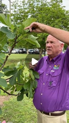 an older man in a purple shirt is picking leaves from a tree with his hands