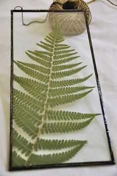 a fern leaf is displayed on a white tablecloth next to a ball of twine