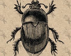 a black and white drawing of a beetle