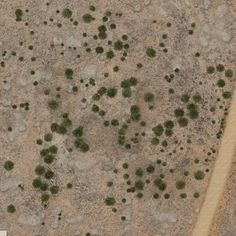 an aerial view of trees in the desert