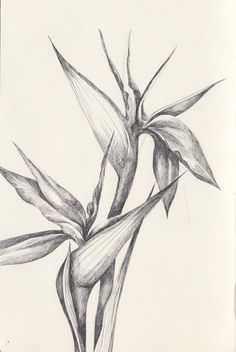 a pencil drawing of a plant with leaves