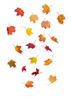 colorful autumn leaves falling down into the air on white background stock photo - 717982