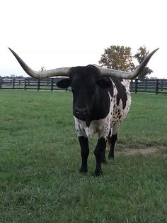 a black and white cow with long horns standing in the grass near a fenced area