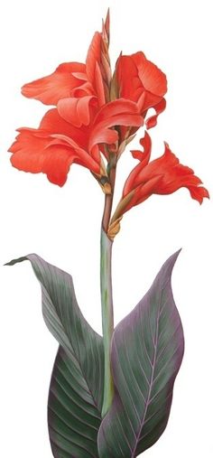 Cana Lilly, Canna Lilly, Canna Lilies, Plant Sketches, Tropical Garden Design, Gladioli