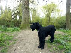 a large black dog standing on top of a dirt road