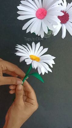 two white daisies being held up by someone's hand with the other one